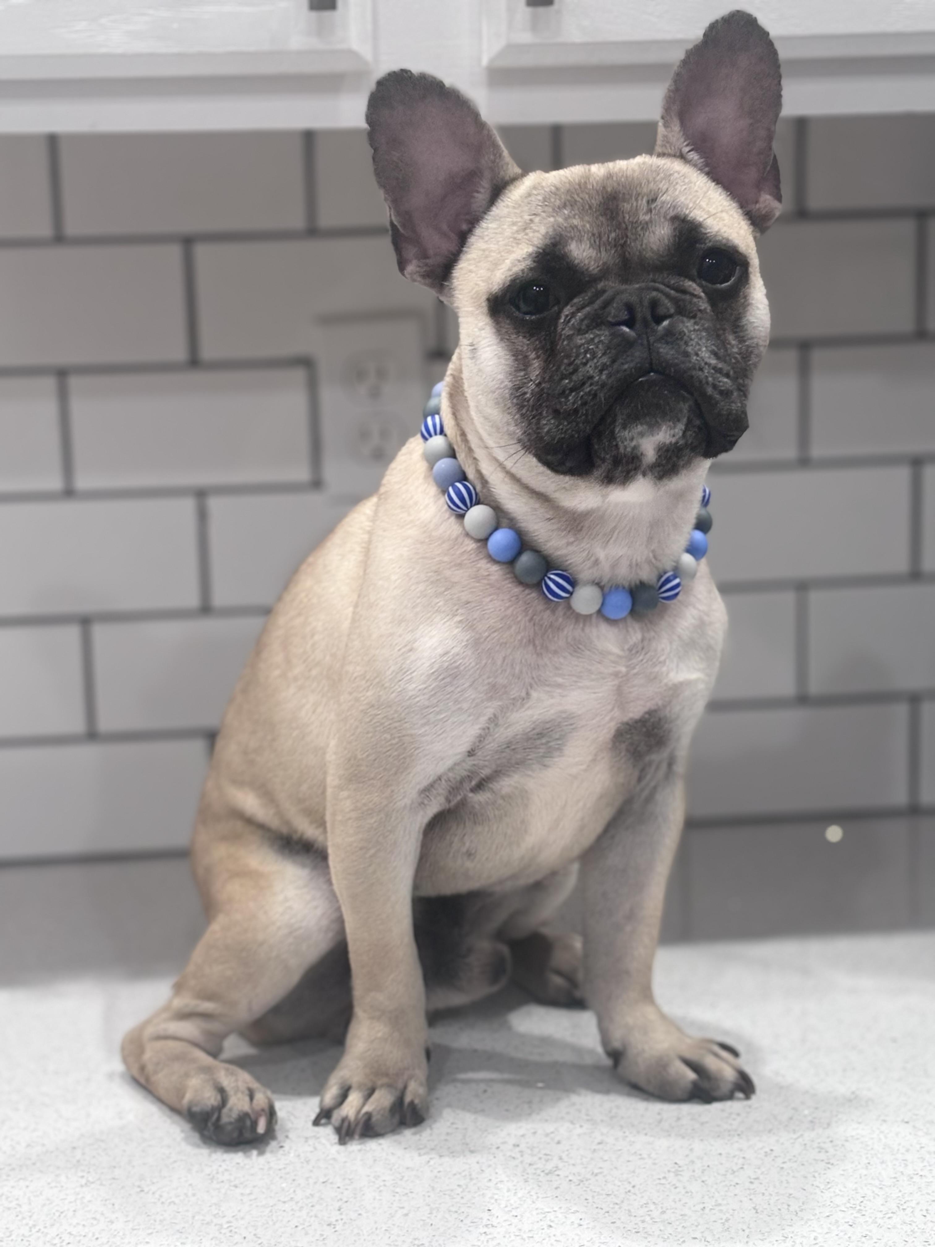 Enlarge Drake, a ADOPTABLE French Bulldog in Bradenton , FL image 2/6