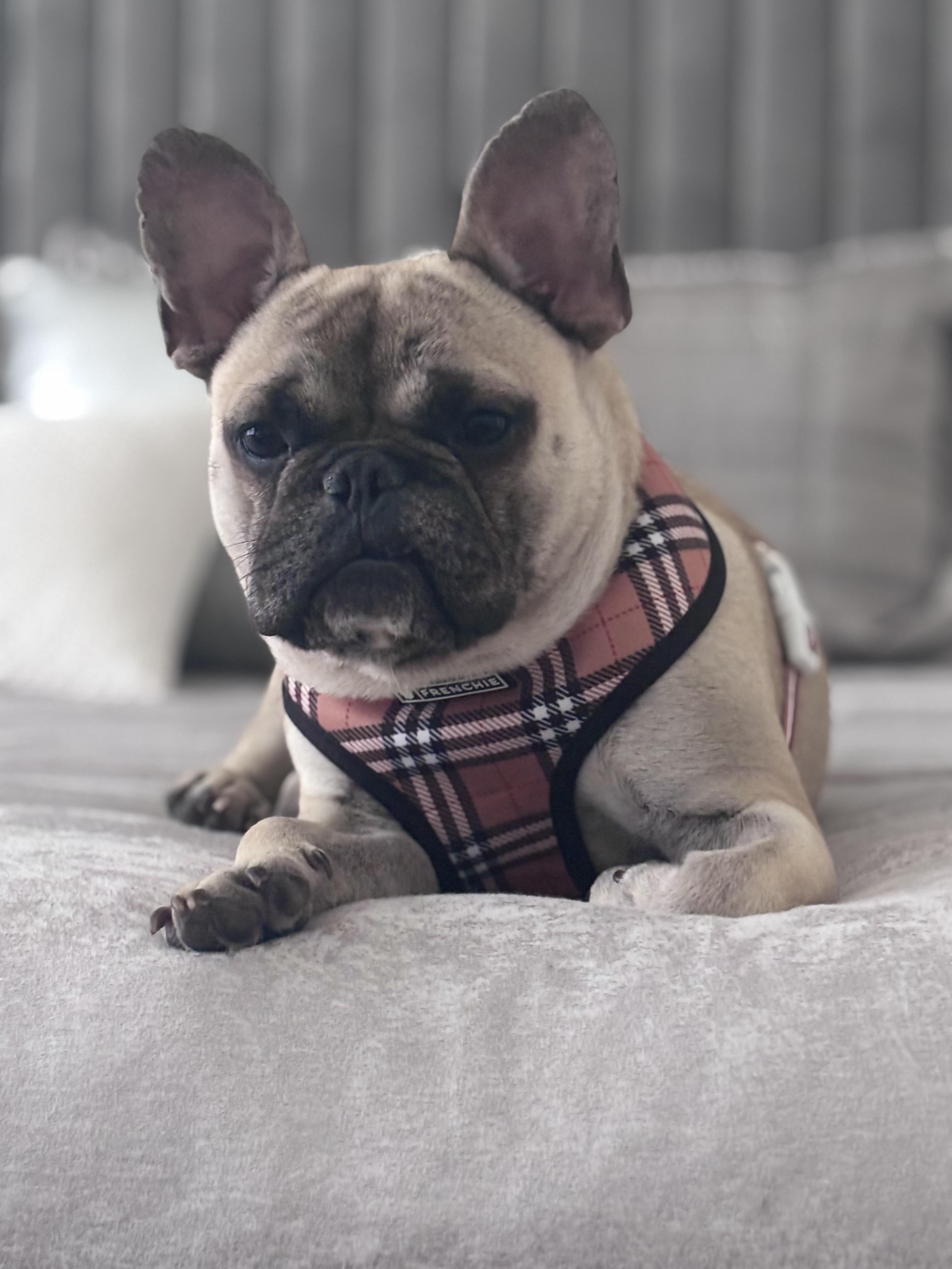 Enlarge Drake, a ADOPTABLE French Bulldog in Bradenton , FL image 1/6