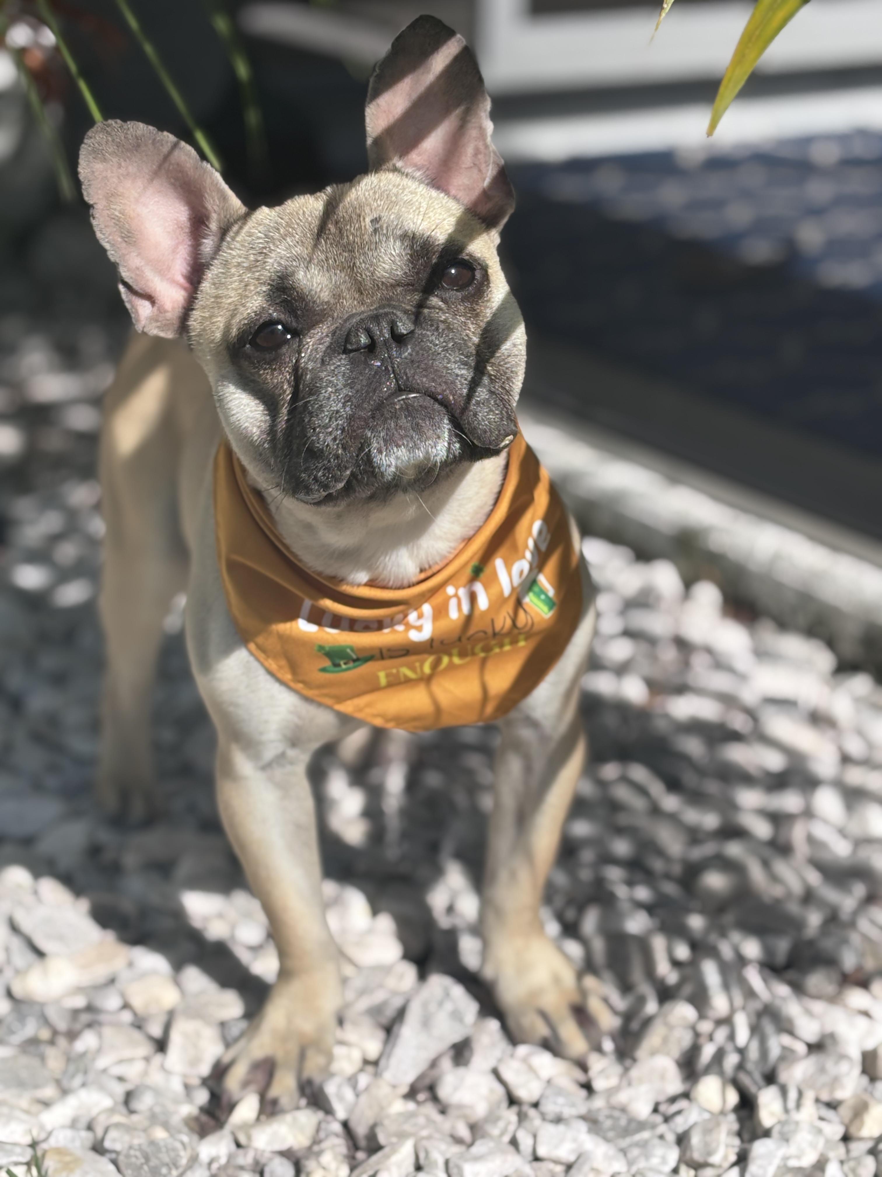 Enlarge Drake, a ADOPTABLE French Bulldog in Bradenton , FL image 4/6