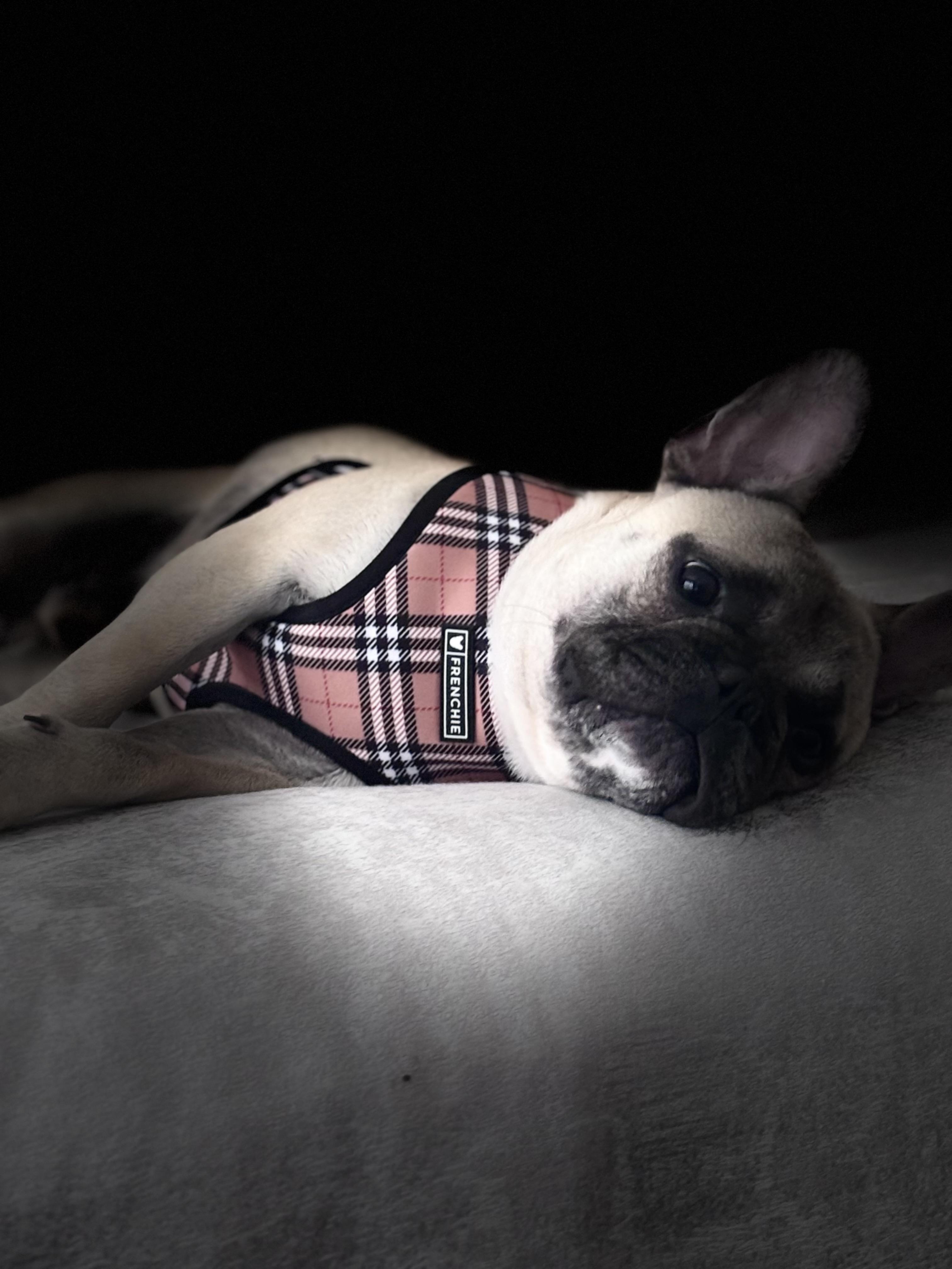 Enlarge Drake, a ADOPTABLE French Bulldog in Bradenton , FL image 5/6