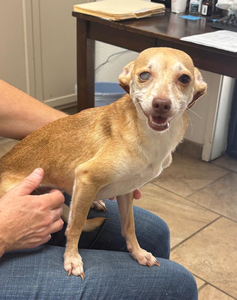 Eden, Adoptable, Adult Female Chihuahua.