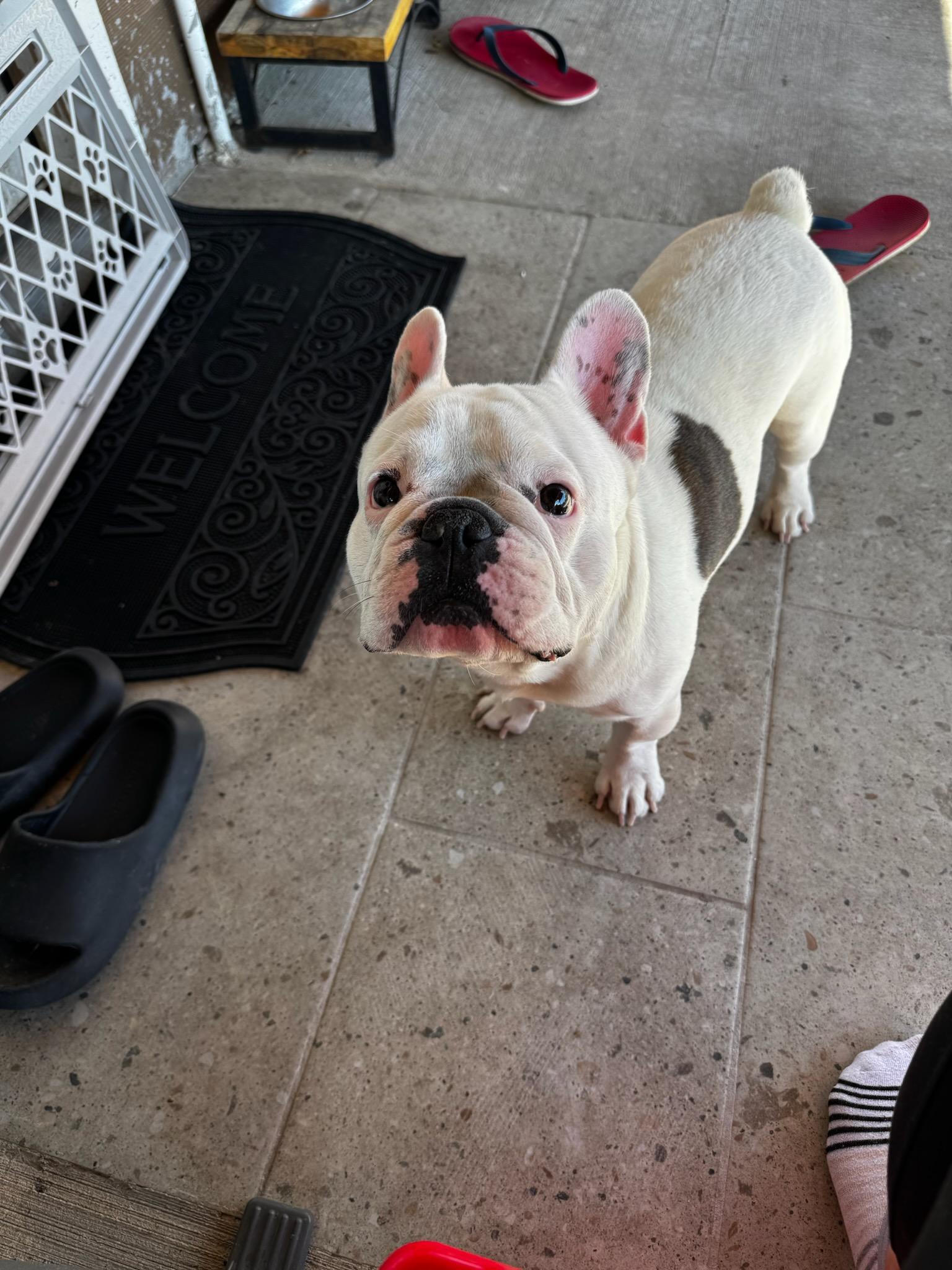 Enlarge Milo, a ADOPTABLE French Bulldog in Lovettsville, VA image 1/1