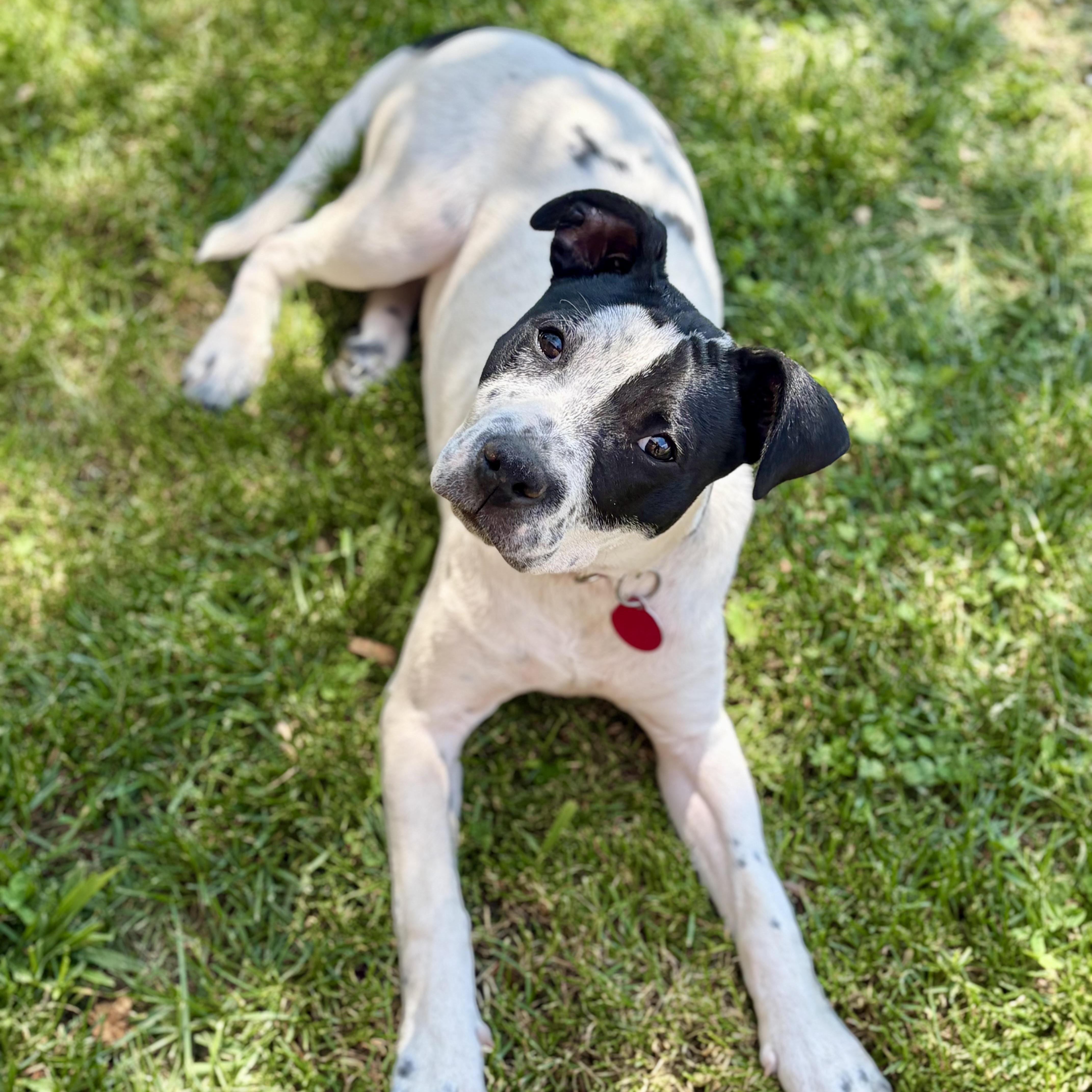 Pebbles, a Adoptable mixed breed in Greensboro, NC image 2/6