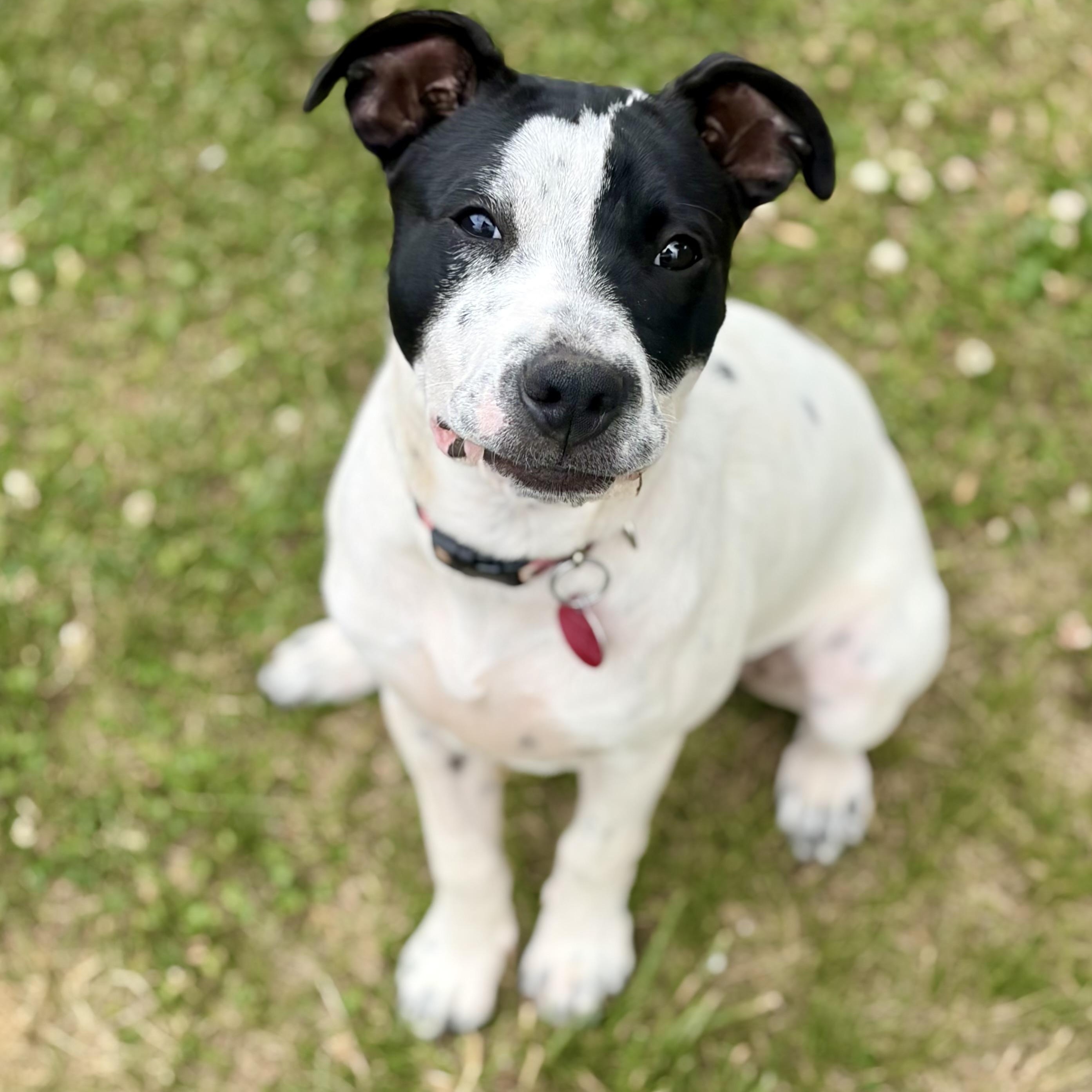 Pebbles, a Adoptable mixed breed in Greensboro, NC image 3/6