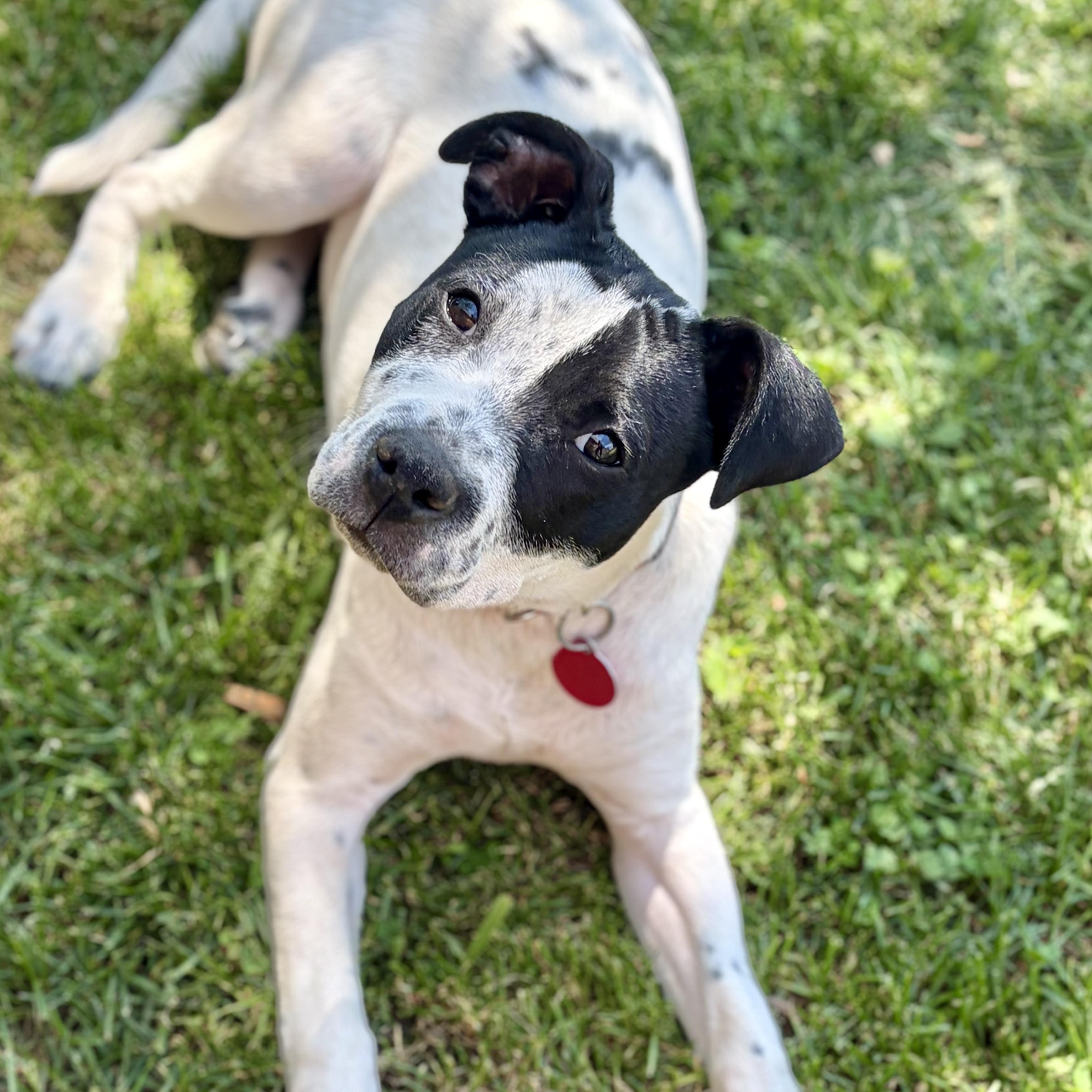 Pebbles, a Adoptable mixed breed in Greensboro, NC image 5/6