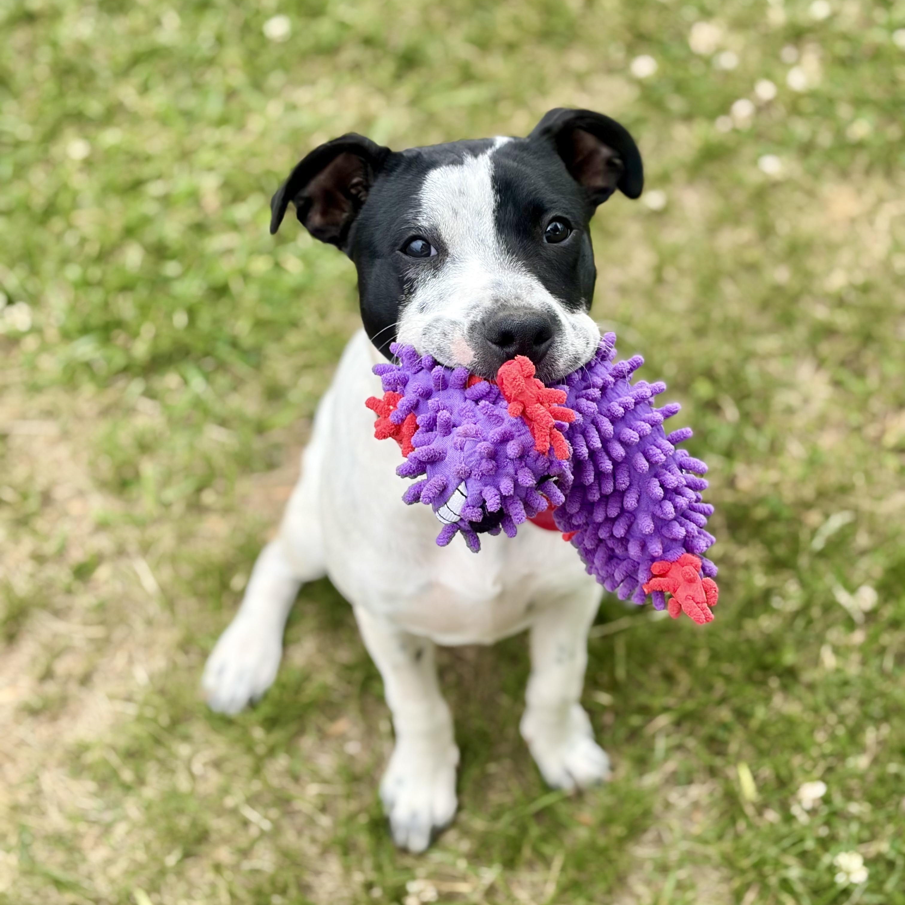 Pebbles, a Adoptable mixed breed in Greensboro, NC image 1/6