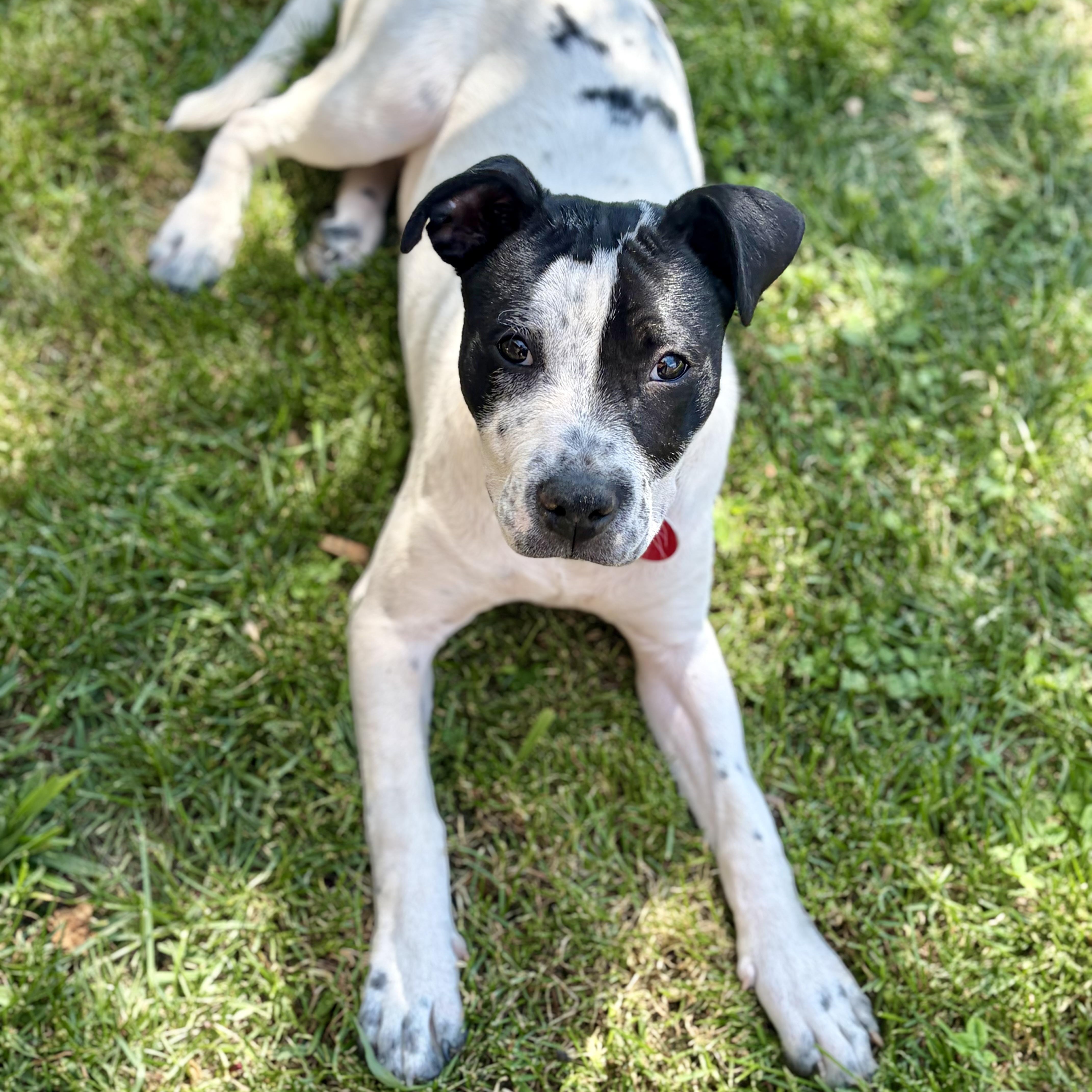 Pebbles, a Adoptable mixed breed in Greensboro, NC image 4/6