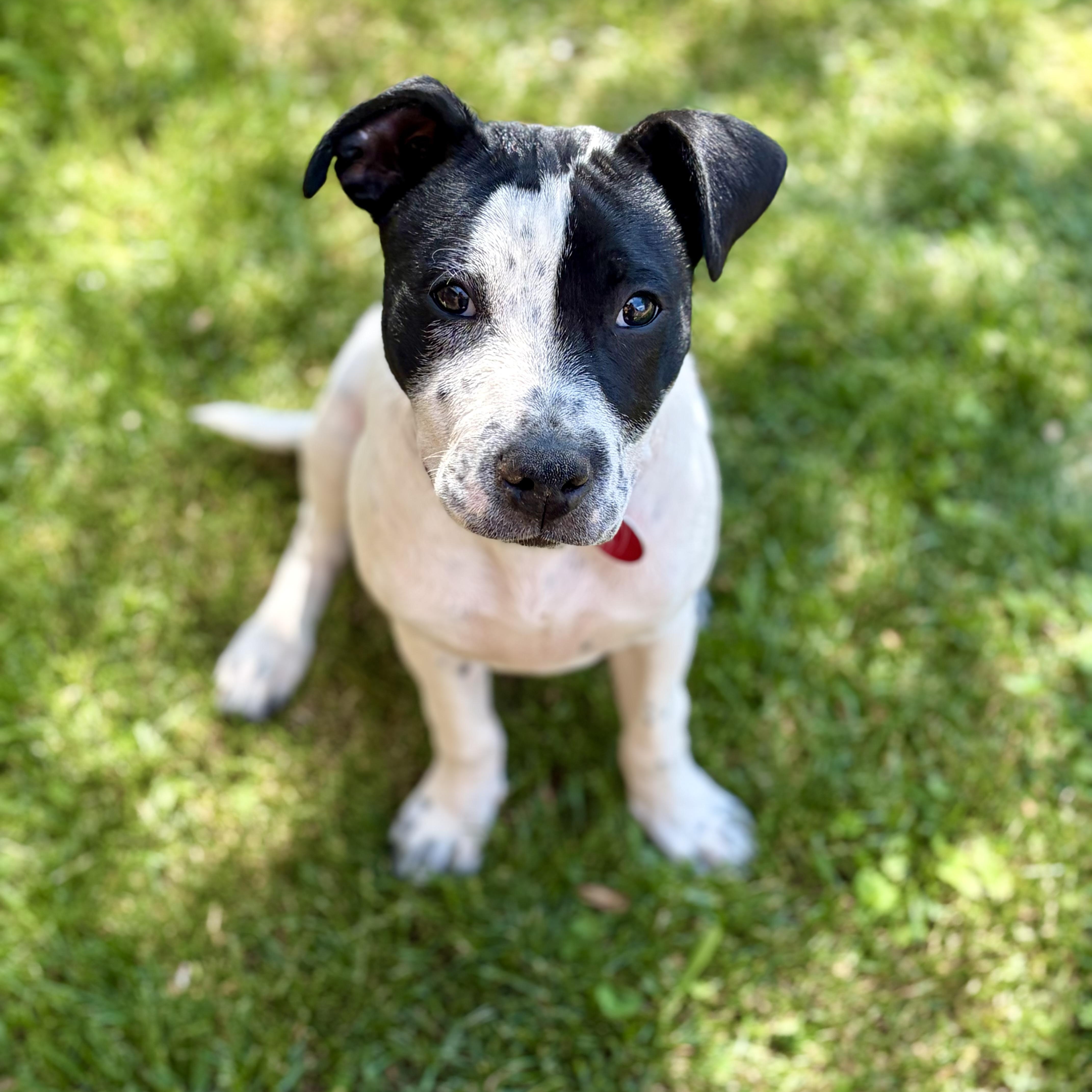 Pebbles, a Adoptable mixed breed in Greensboro, NC image 6/6