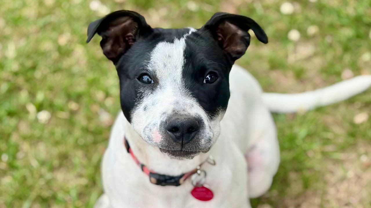 Enlarge Pebbles, a Adoptable mixed breed in Greensboro, NC video 6/6
