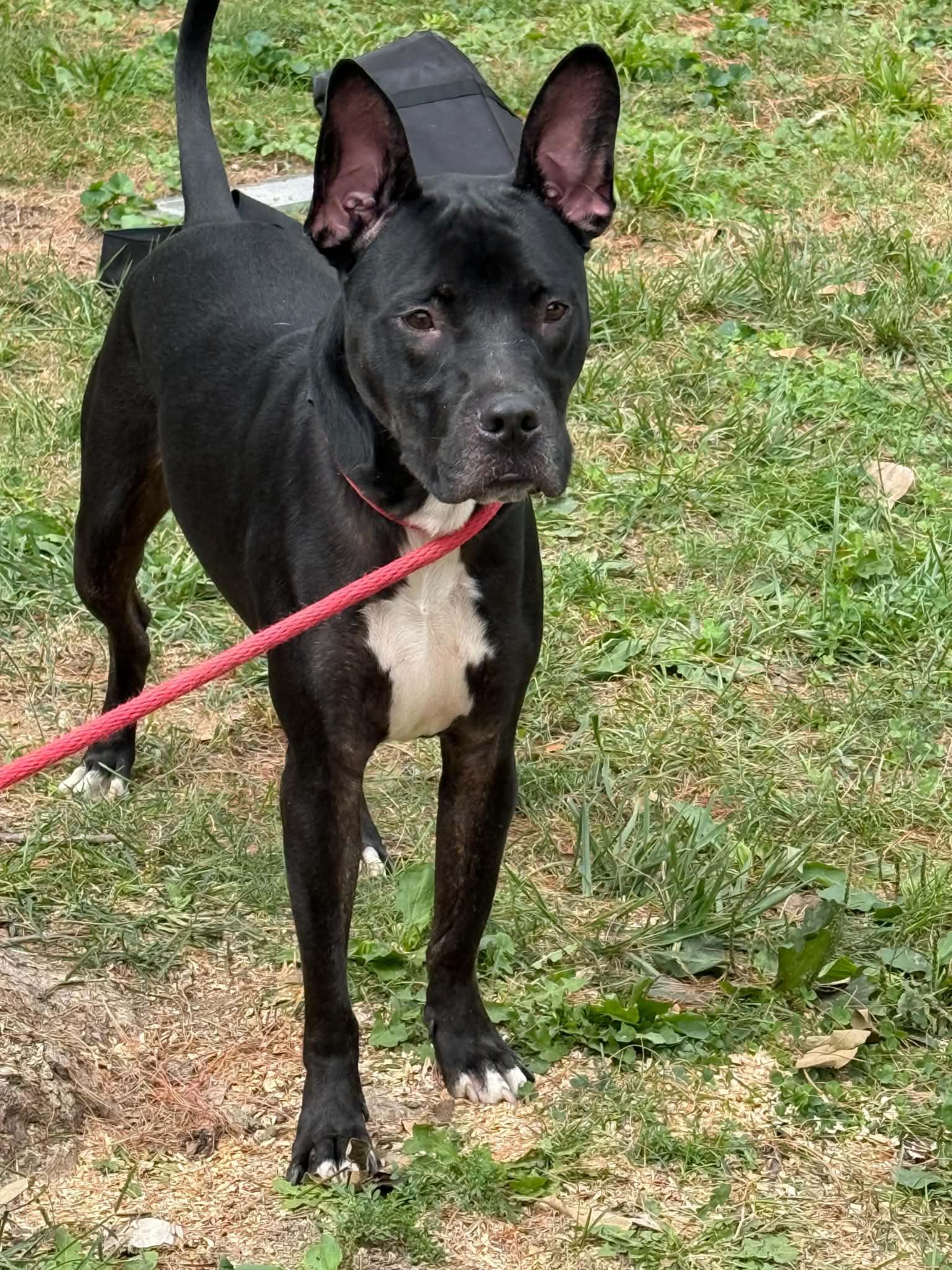 Enlarge Beans, a Adopted mixed breed in Springfield, IL image 2/4
