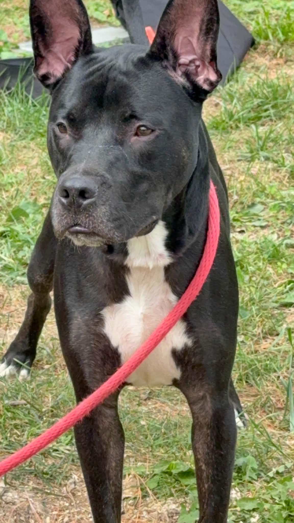 Beans, Adopted, Adult Male Pit Bull Terrier.