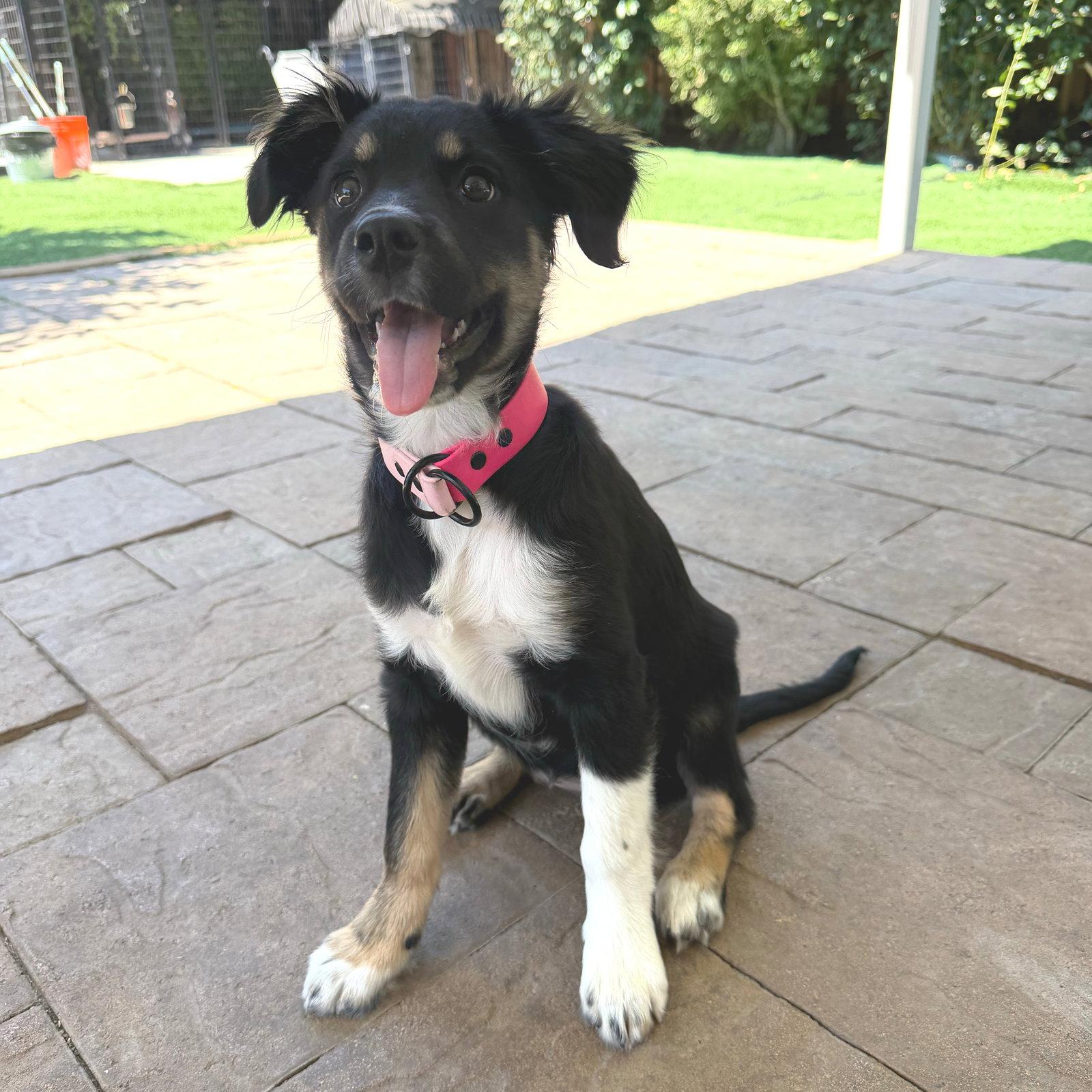 S'more, Adopted, Young Female Australian Shepherd.