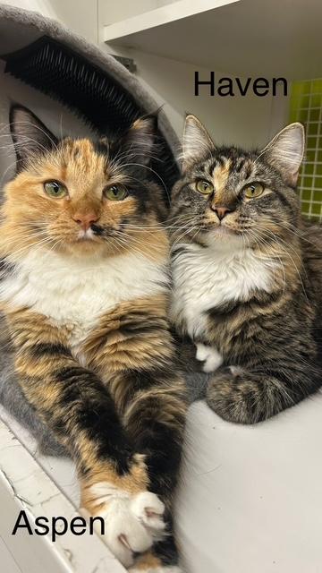 Aspen and Haven, Adopted, Adult Female Norwegian Forest Cat.