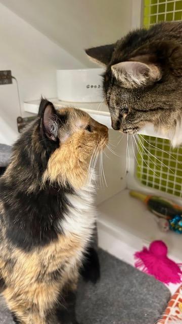 Enlarge Aspen and Haven, a Adopted Norwegian Forest Cat in Tustin, CA image 2/6