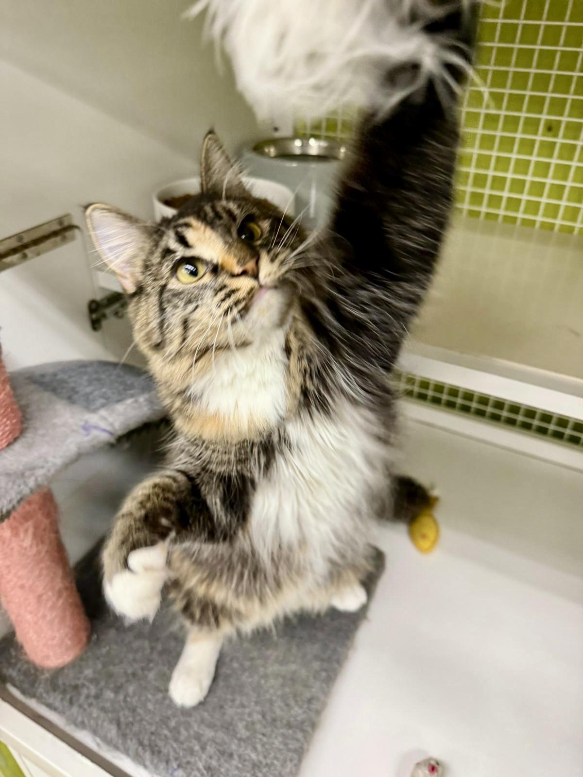 Enlarge Aspen and Haven, a Adopted Norwegian Forest Cat in Tustin, CA image 5/6