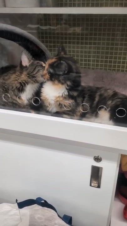 Enlarge Aspen and Haven, a Adopted Norwegian Forest Cat in Tustin, CA video 3/6