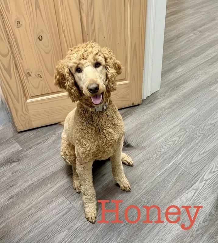 Honey , adopted, Adult Female Standard Poodle.
