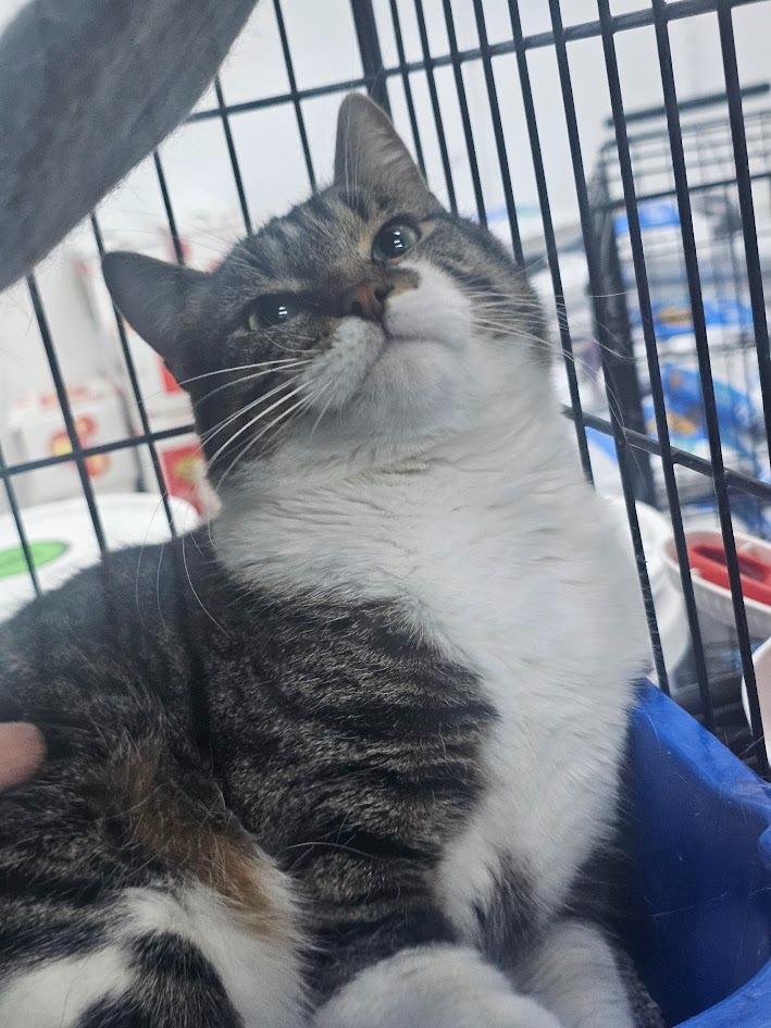 Dakota, a Adoptable mixed breed in St. Cloud, MN image 1/2