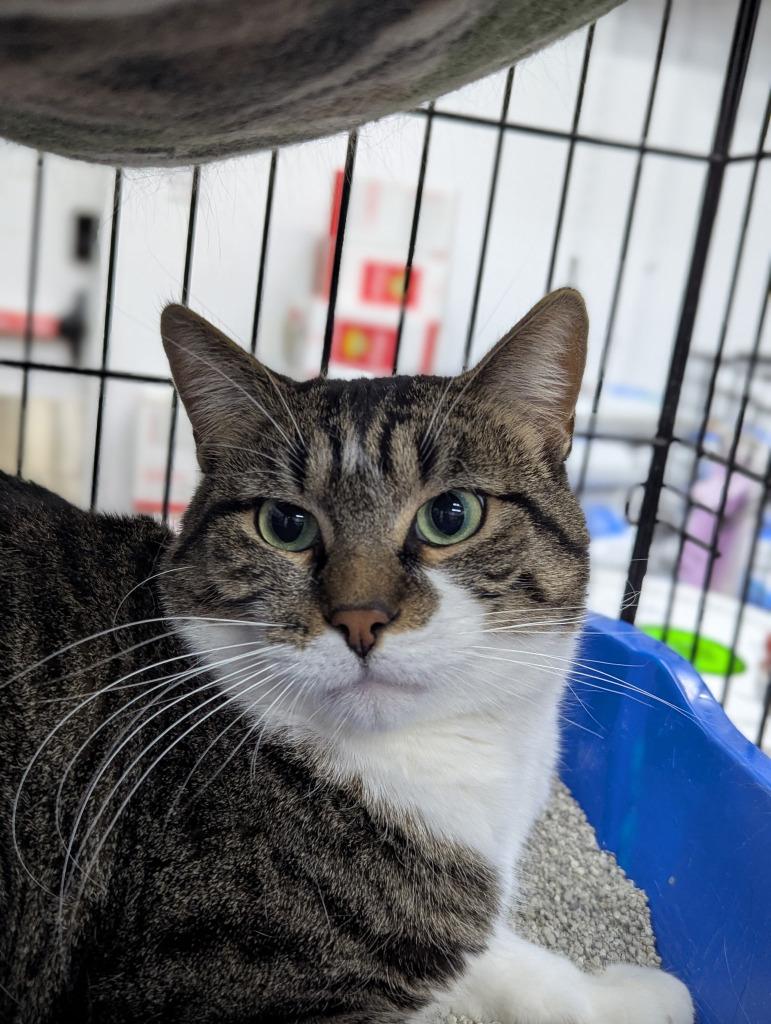 Dakota, Adoptable, Young Male Domestic Short Hair.