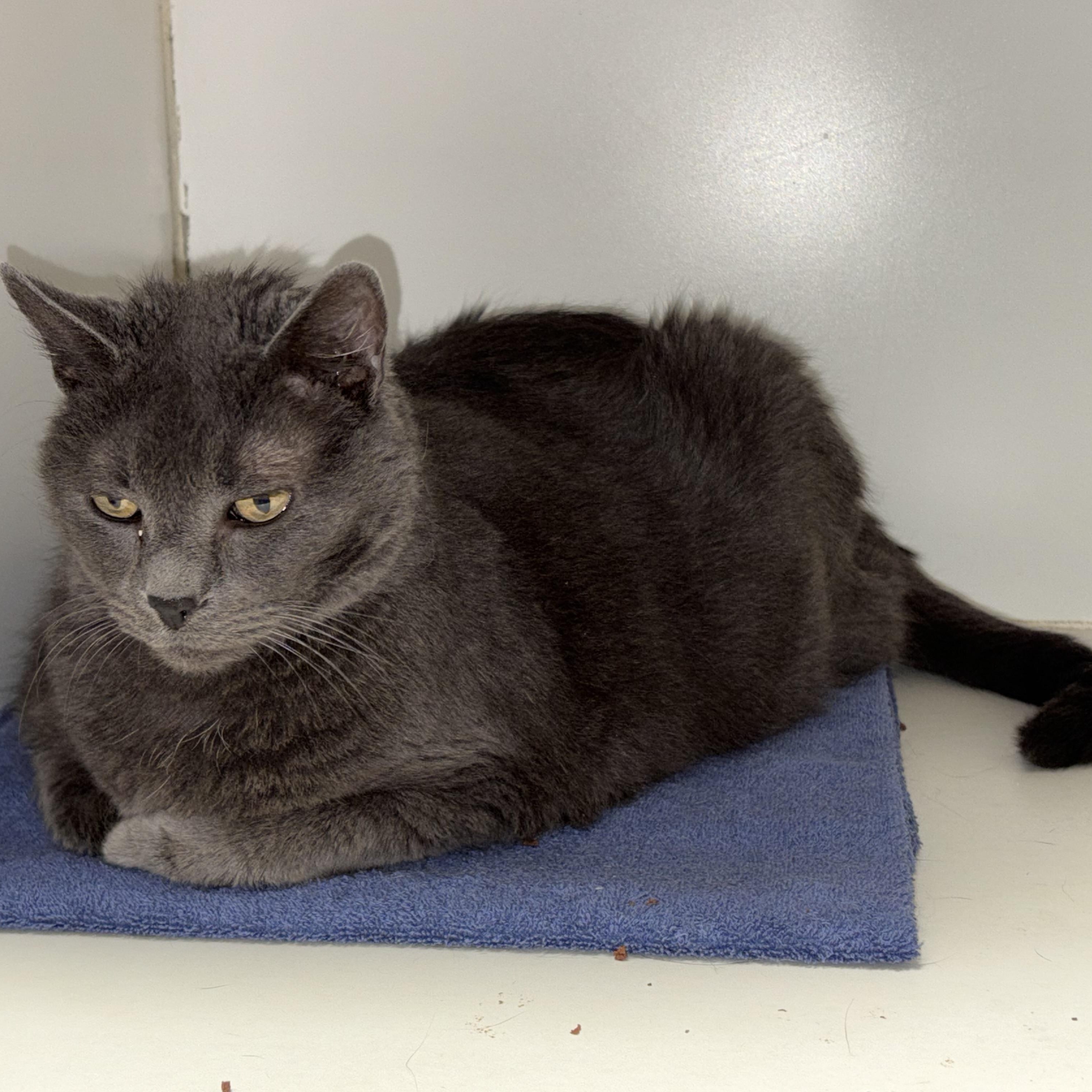 Enlarge Stephen King , a ADOPTABLE Domestic Short Hair in Norwalk, CT image 2/3
