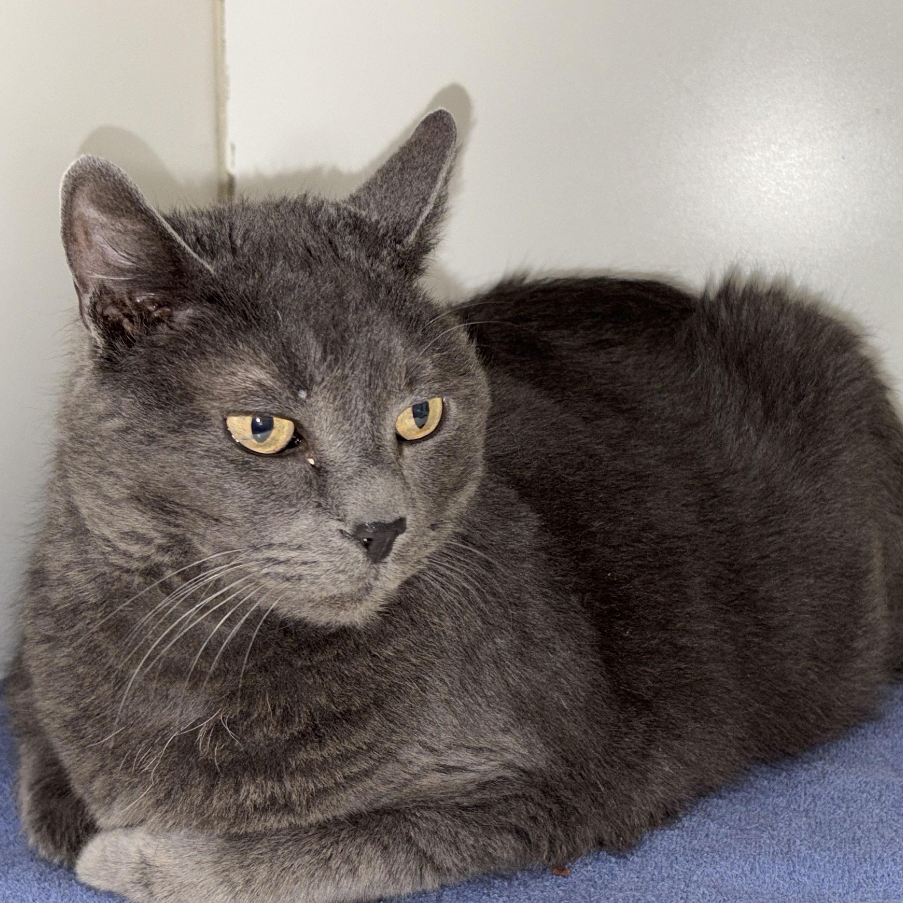 Enlarge Stephen King , a ADOPTABLE Domestic Short Hair in Norwalk, CT image 3/3