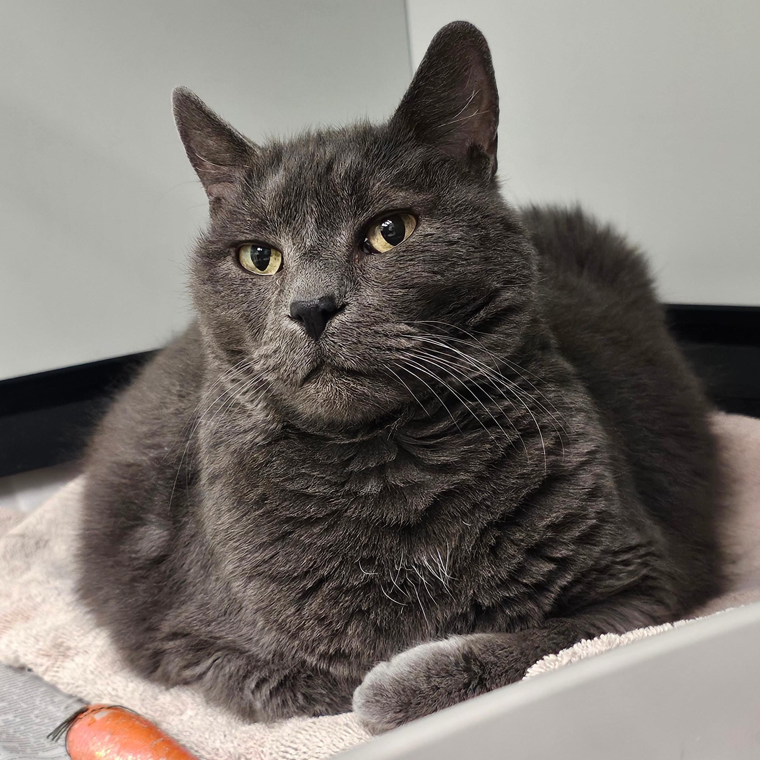 Enlarge Stephen King , a ADOPTABLE Domestic Short Hair in Norwalk, CT image 1/3