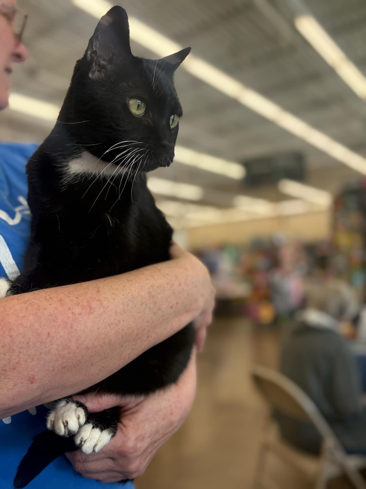 Enlarge Ripley, a Adoptable Domestic Short Hair in Fairborn, OH image 6/6