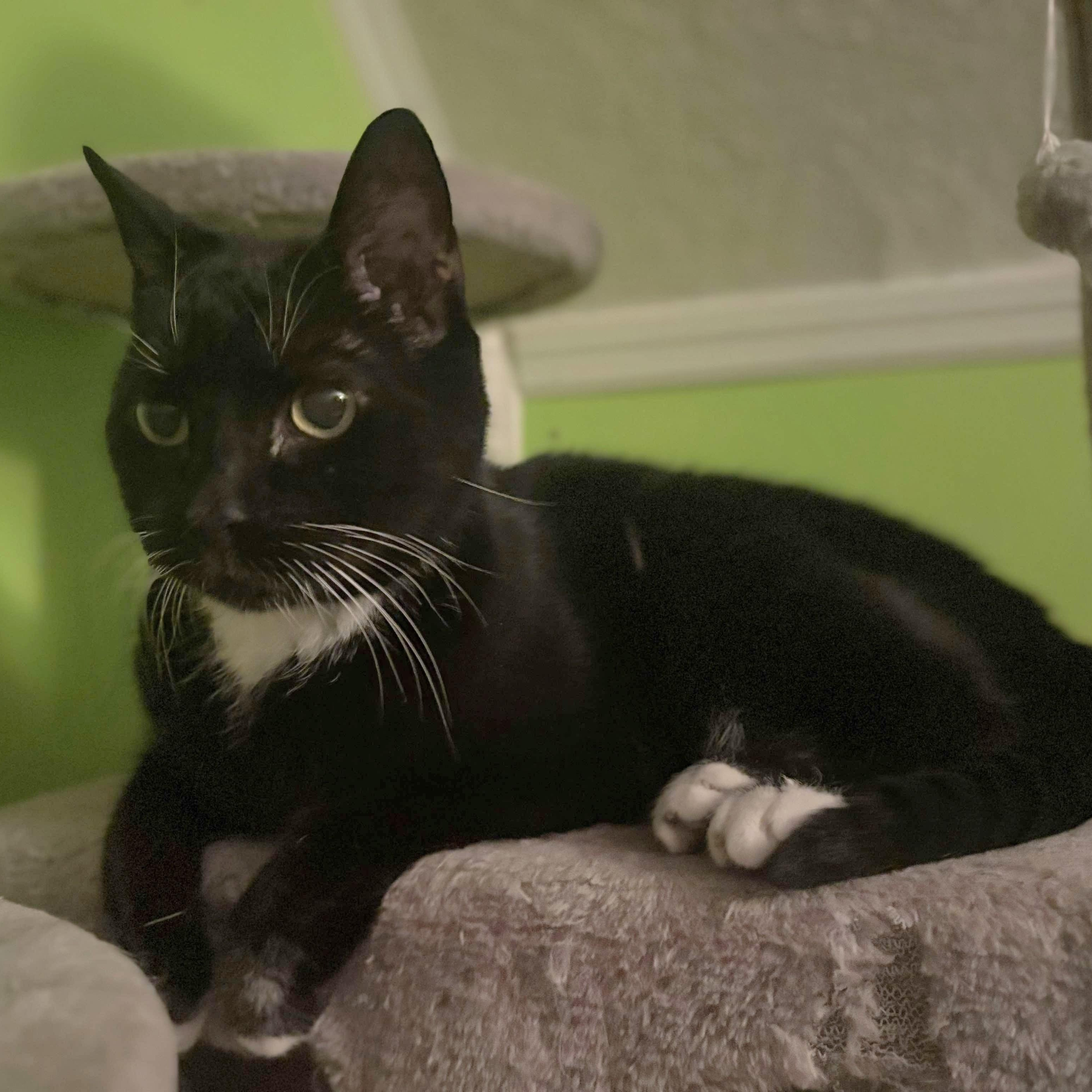 Enlarge Ripley, a Adoptable Domestic Short Hair in Fairborn, OH image 3/6