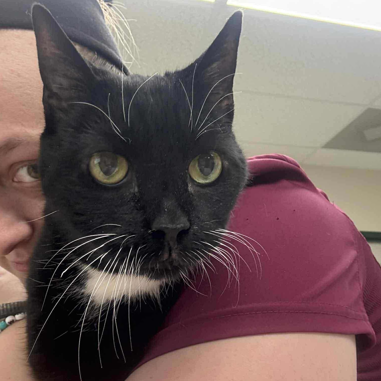 Enlarge Ripley, a Adoptable Domestic Short Hair in Fairborn, OH image 4/6