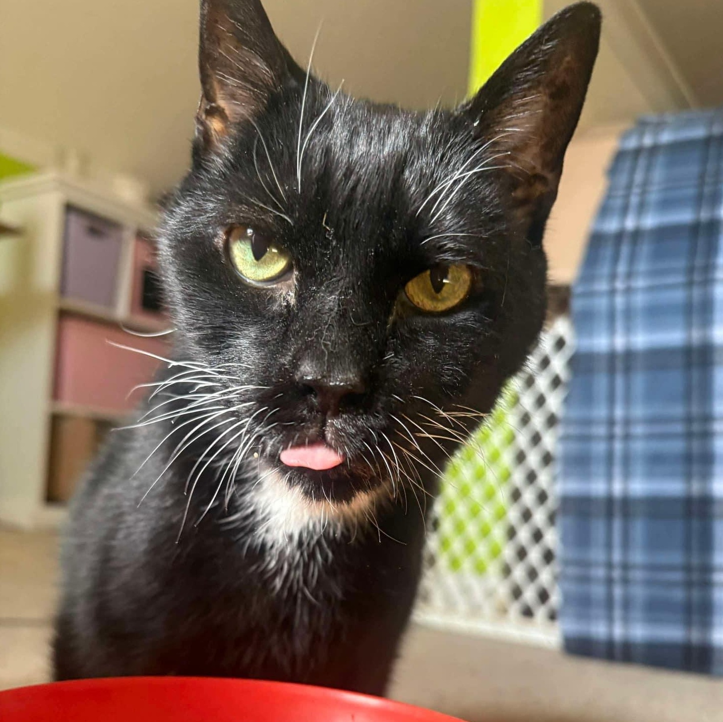 Enlarge Ripley, a Adoptable Domestic Short Hair in Fairborn, OH image 5/6