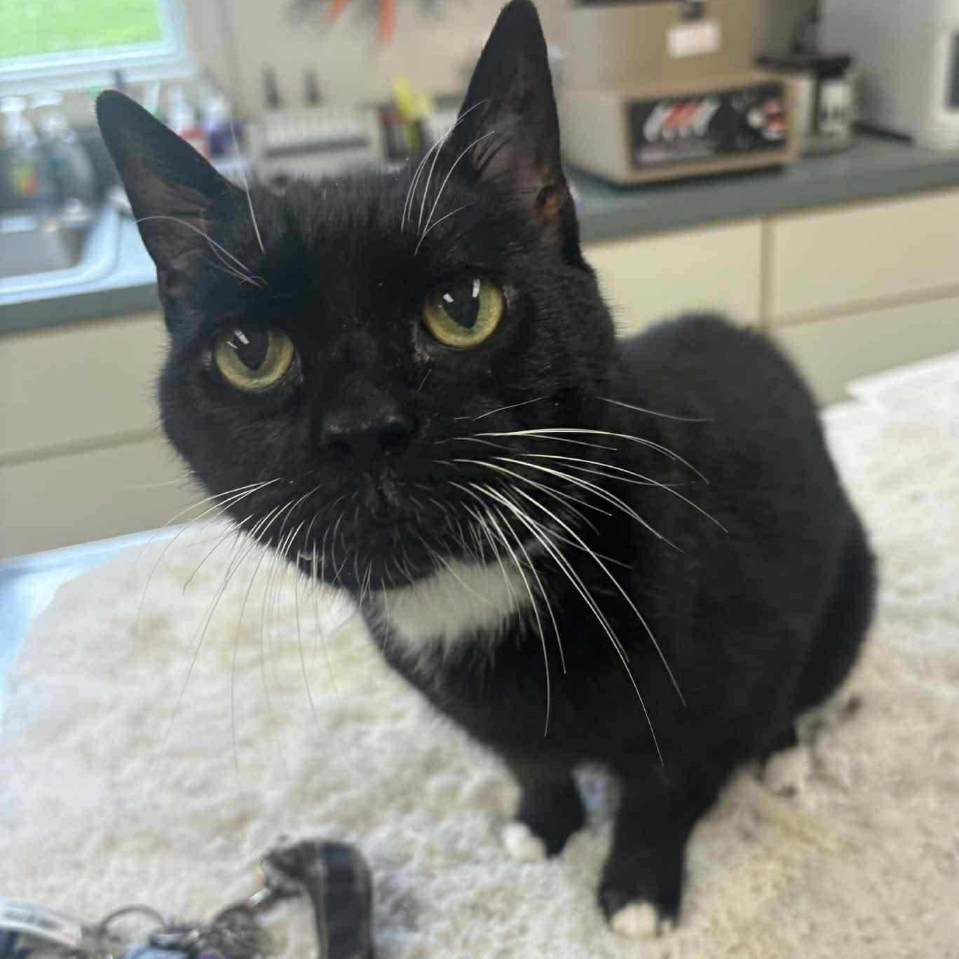 Enlarge Ripley, a Adoptable Domestic Short Hair in Fairborn, OH image 1/6