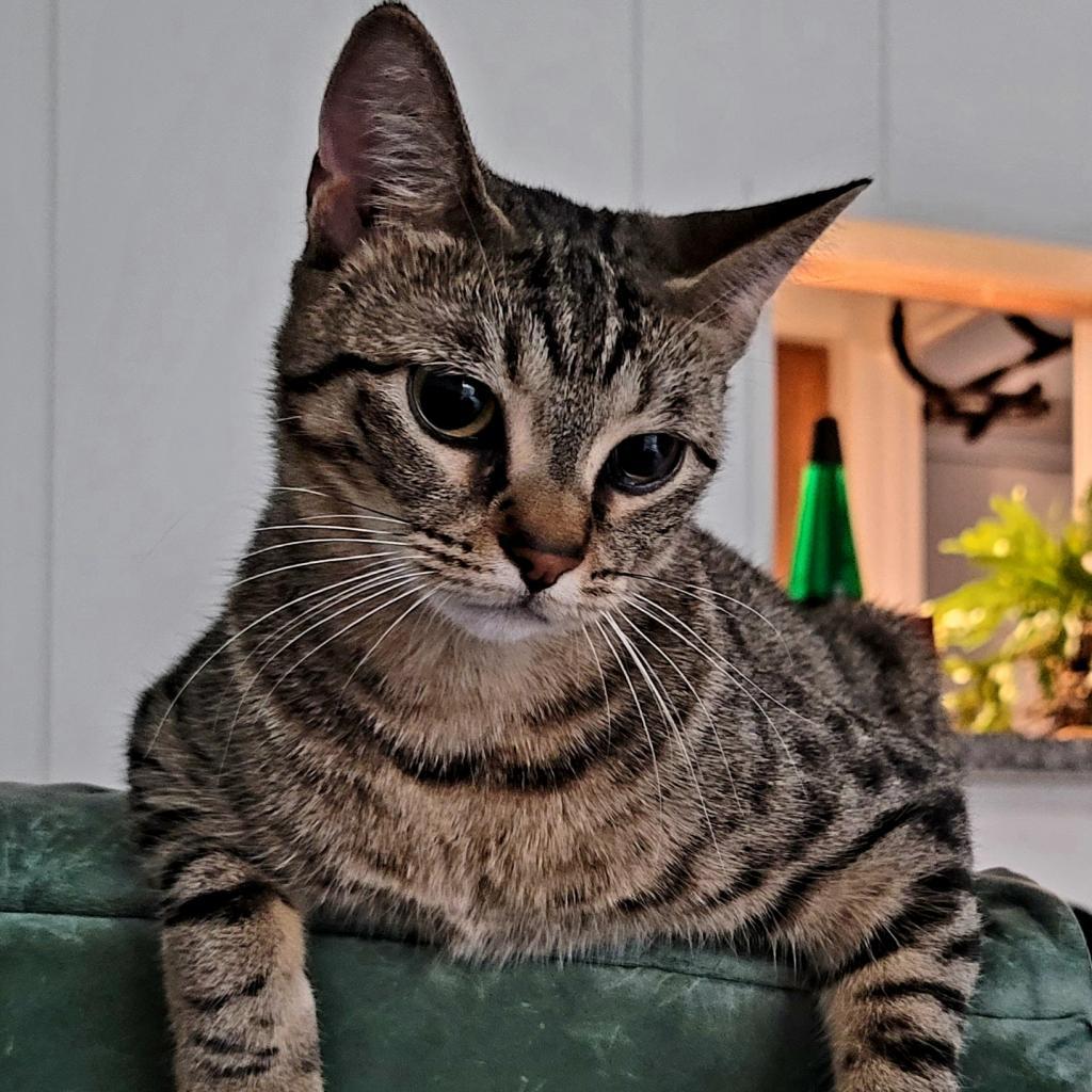 Enlarge Harley, a Adoptable mixed breed in Houston, TX image 2/6