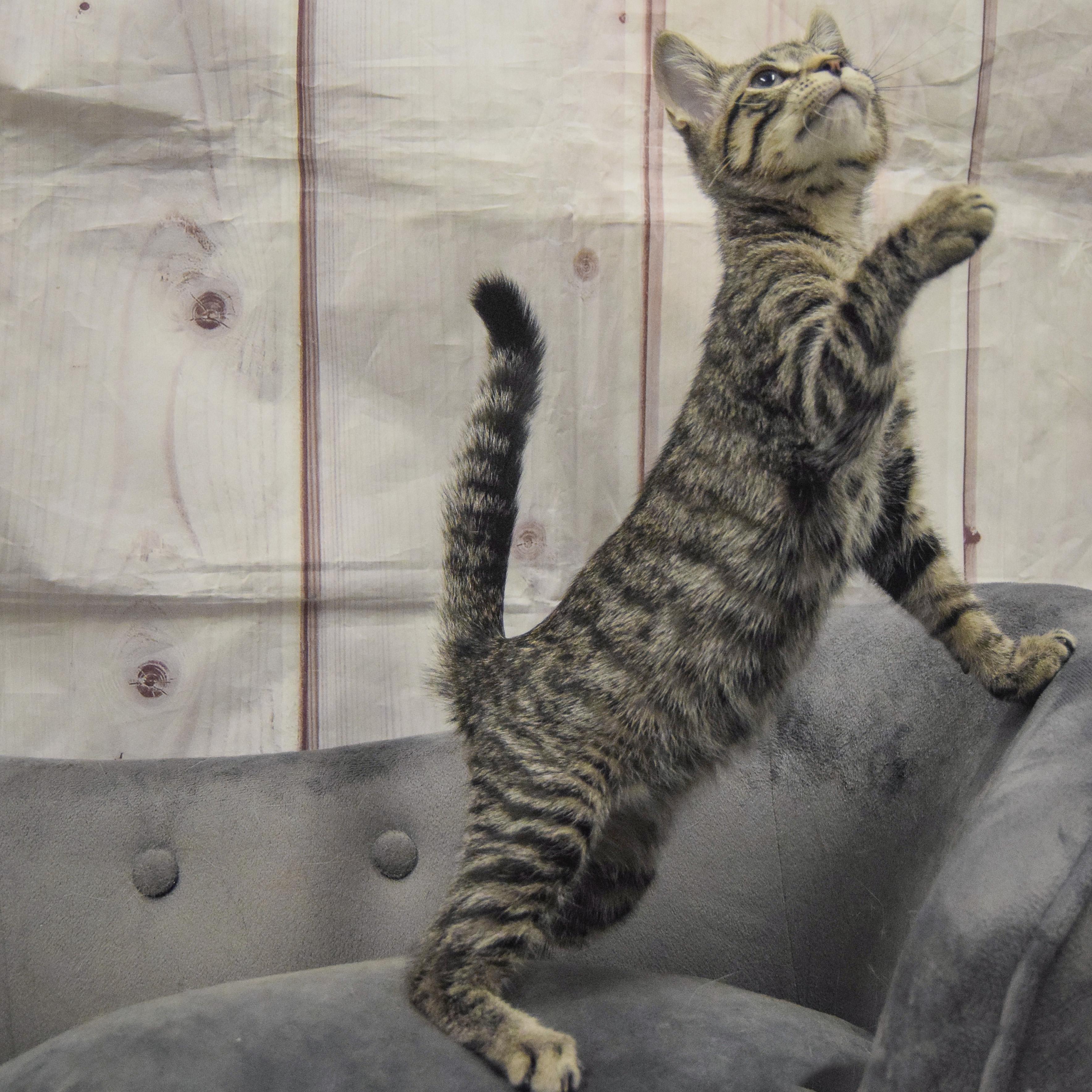 Enlarge Johnny Carson, an adopted mixed breed in Huntley, IL image 3/5