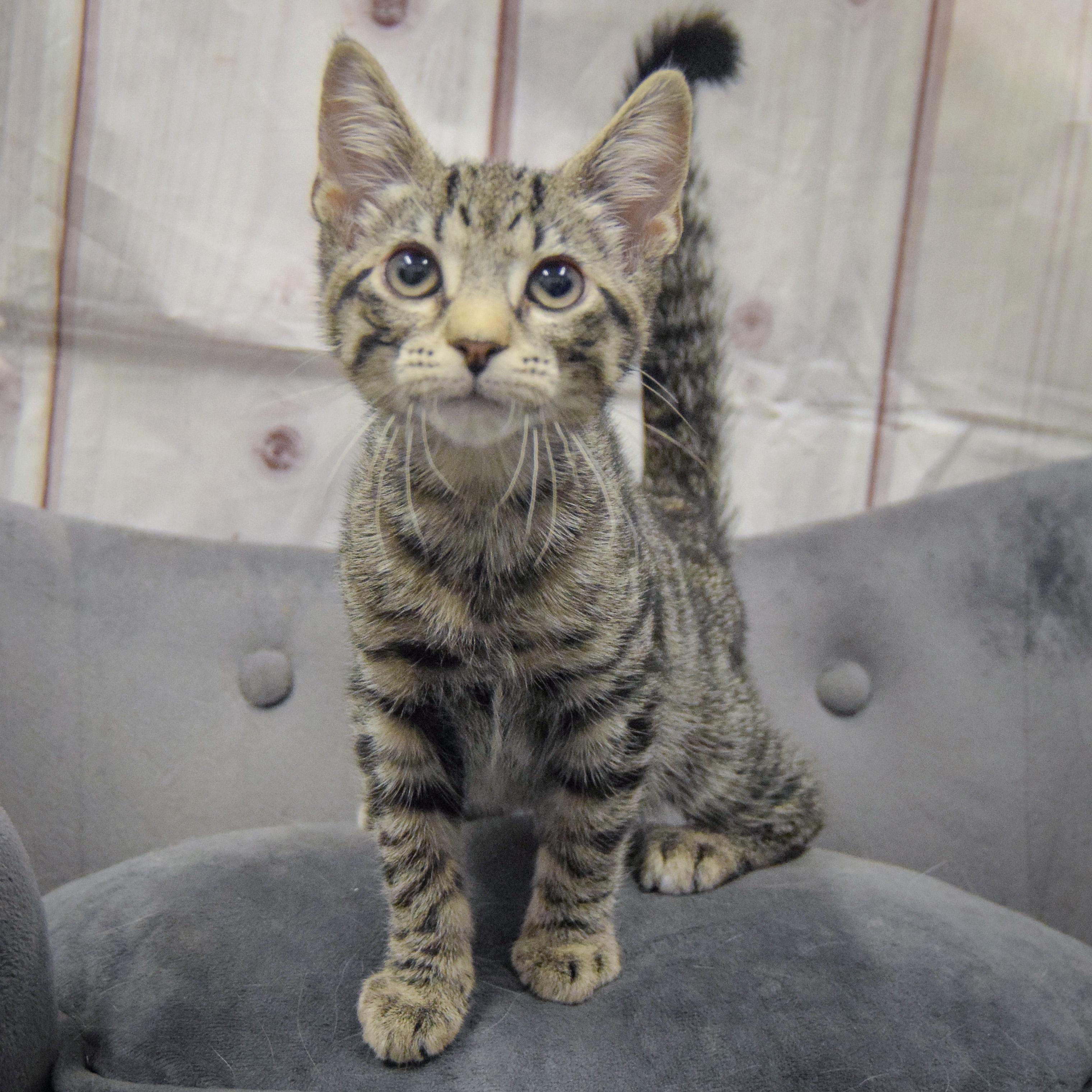 Enlarge Johnny Carson, an adopted mixed breed in Huntley, IL image 2/5