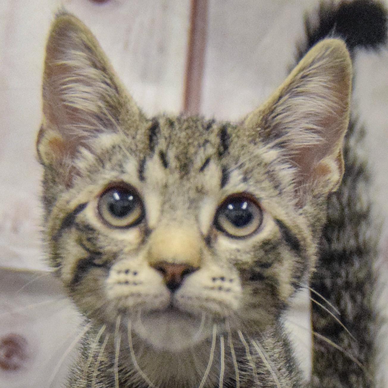 Enlarge Johnny Carson, an adopted mixed breed in Huntley, IL image 1/5