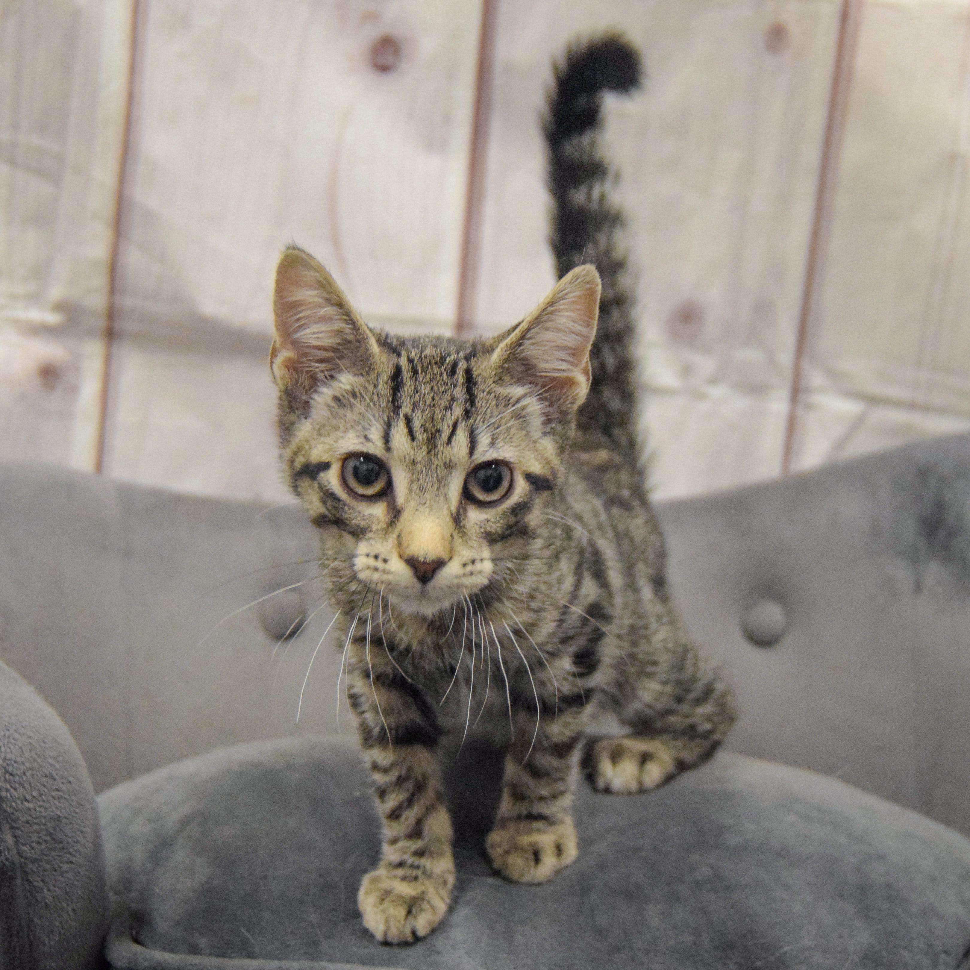 Enlarge Johnny Carson, an adopted mixed breed in Huntley, IL image 4/5