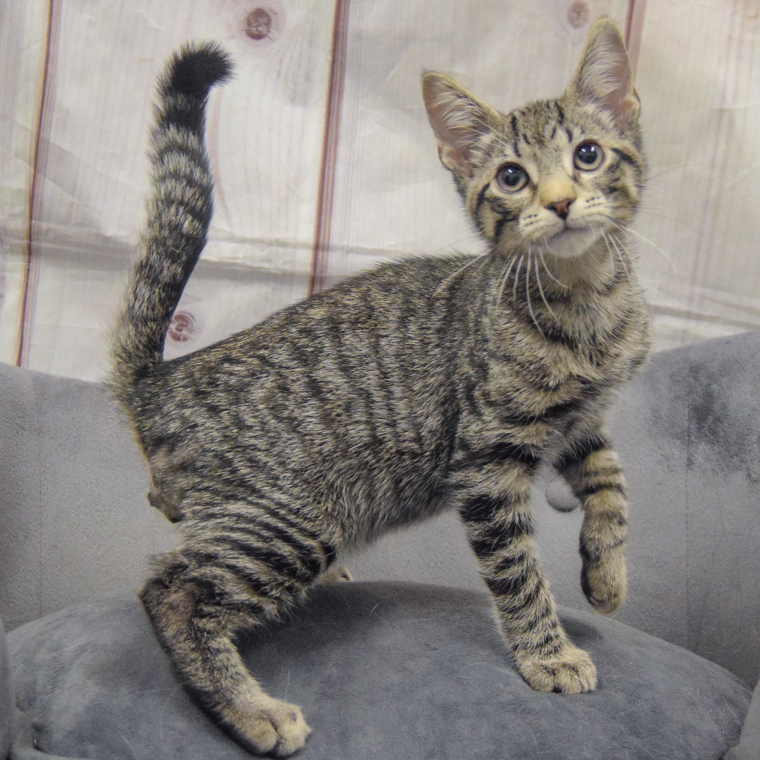 Enlarge Johnny Carson, an adopted mixed breed in Huntley, IL image 5/5