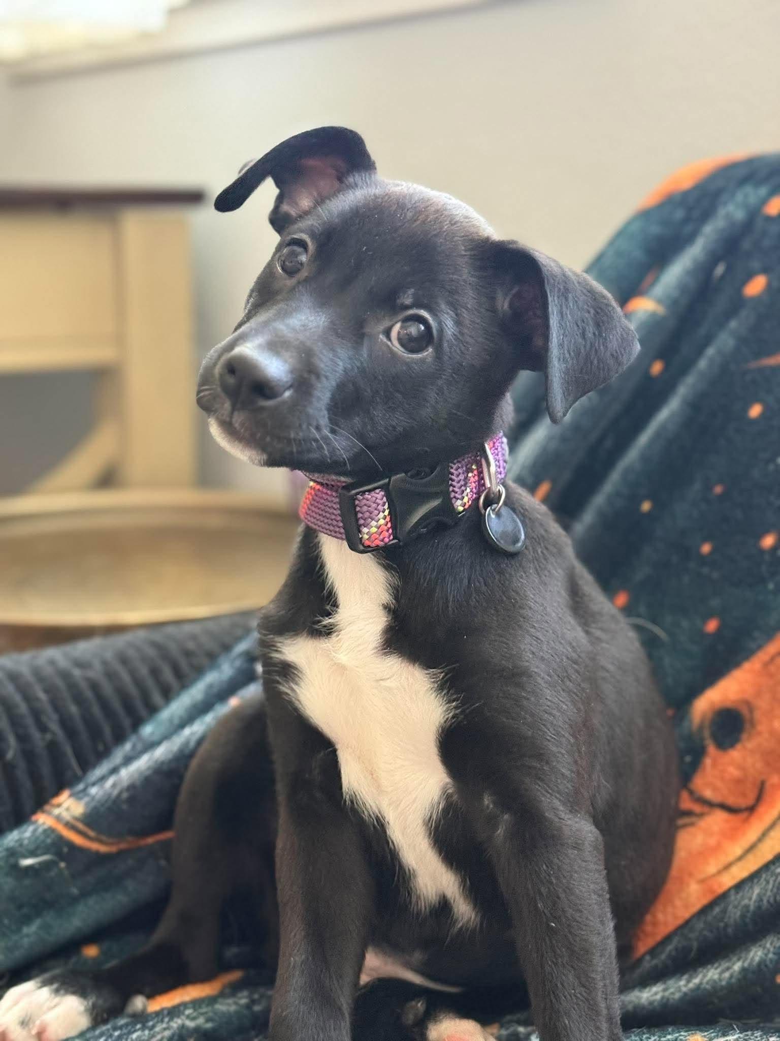 Blossom, Adoptable, Young Female Mixed Breed.