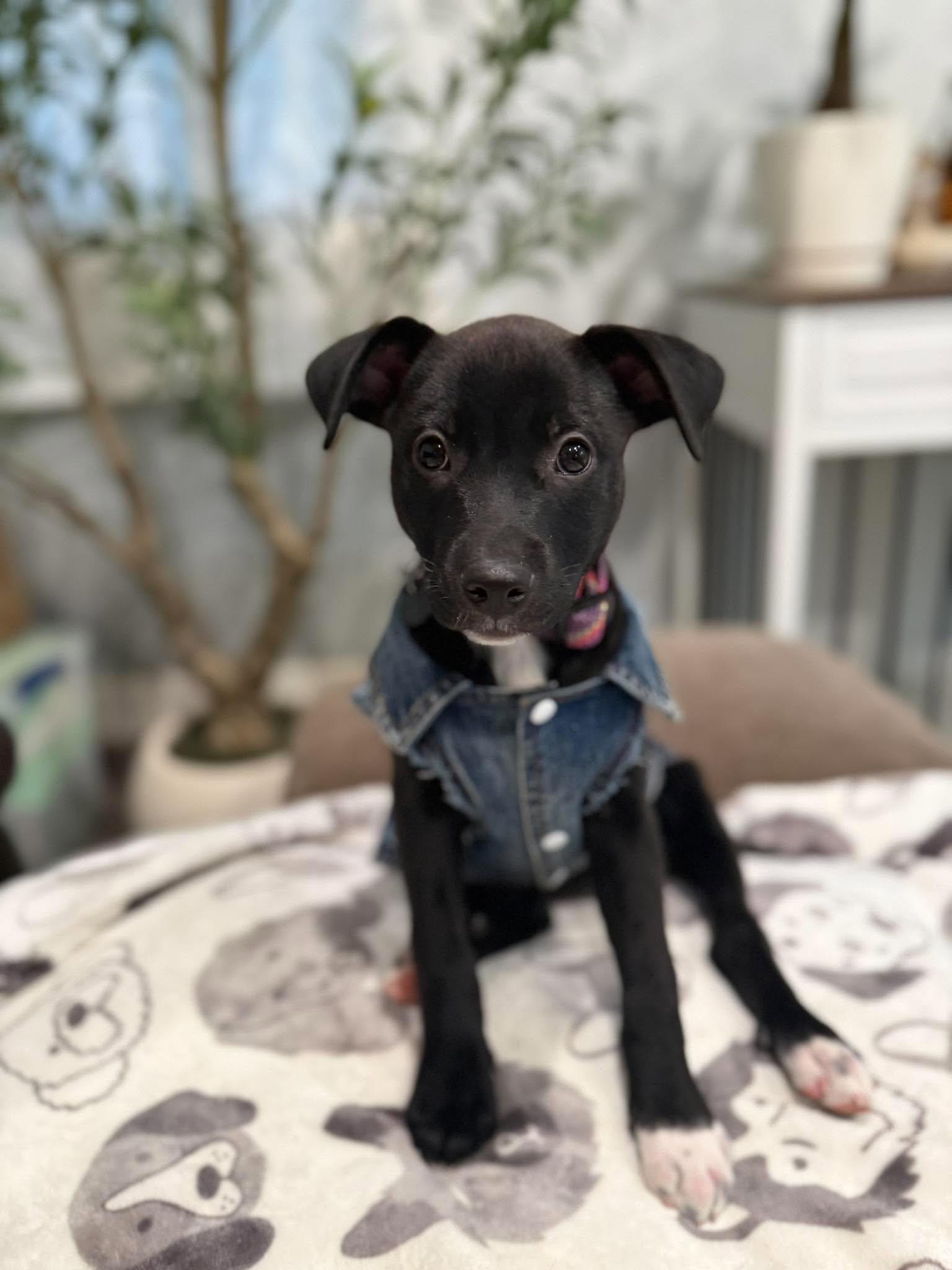 Enlarge Blossom, a Adoptable Mixed Breed in Visalia, CA image 2/3
