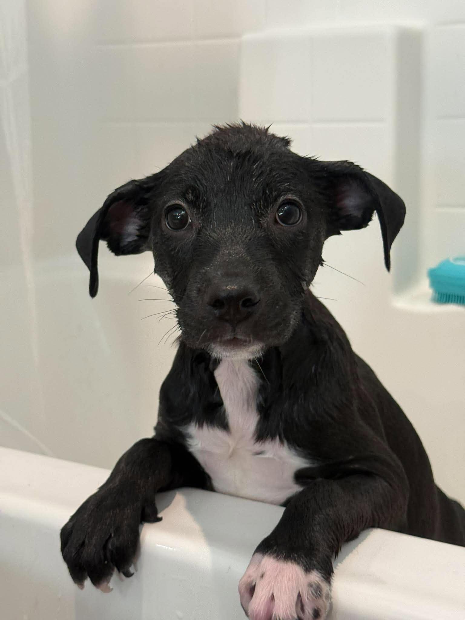 Enlarge Blossom, a Adoptable Mixed Breed in Visalia, CA image 3/3