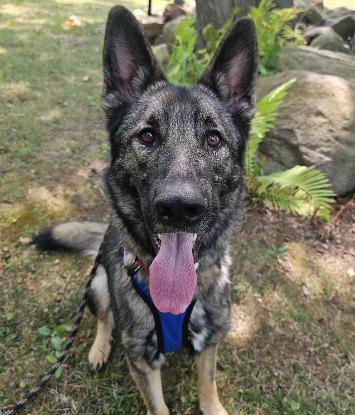 Ricky, an adoptable German Shepherd Dog in Lapeer, MI image 1/6