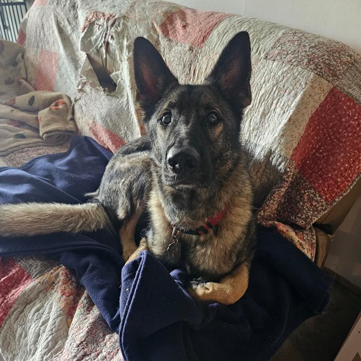Ricky, an adoptable German Shepherd Dog in Lapeer, MI image 2/6