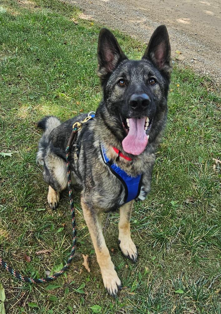Ricky, an adoptable German Shepherd Dog in Lapeer, MI image 5/6