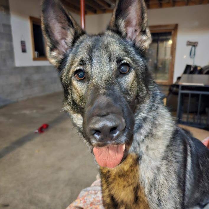 Ricky, an adoptable German Shepherd Dog in Lapeer, MI image 4/6