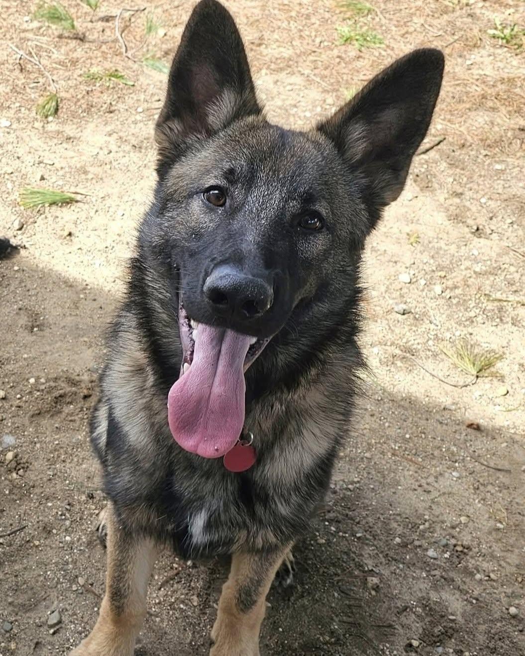 Ricky, an adoptable German Shepherd Dog in Lapeer, MI image 6/6