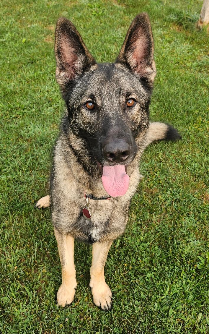 Ricky, an adoptable German Shepherd Dog in Lapeer, MI image 3/6