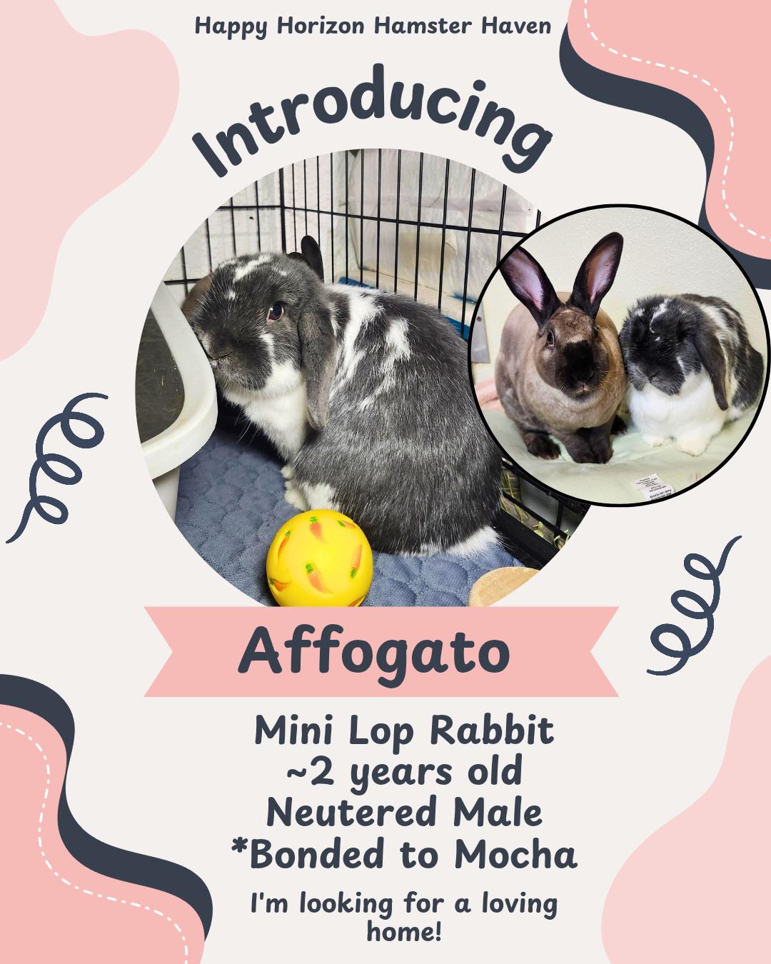 Enlarge Affogato (& Mocha), a ADOPTABLE Mini Lop in West Chester, OH image 1/1