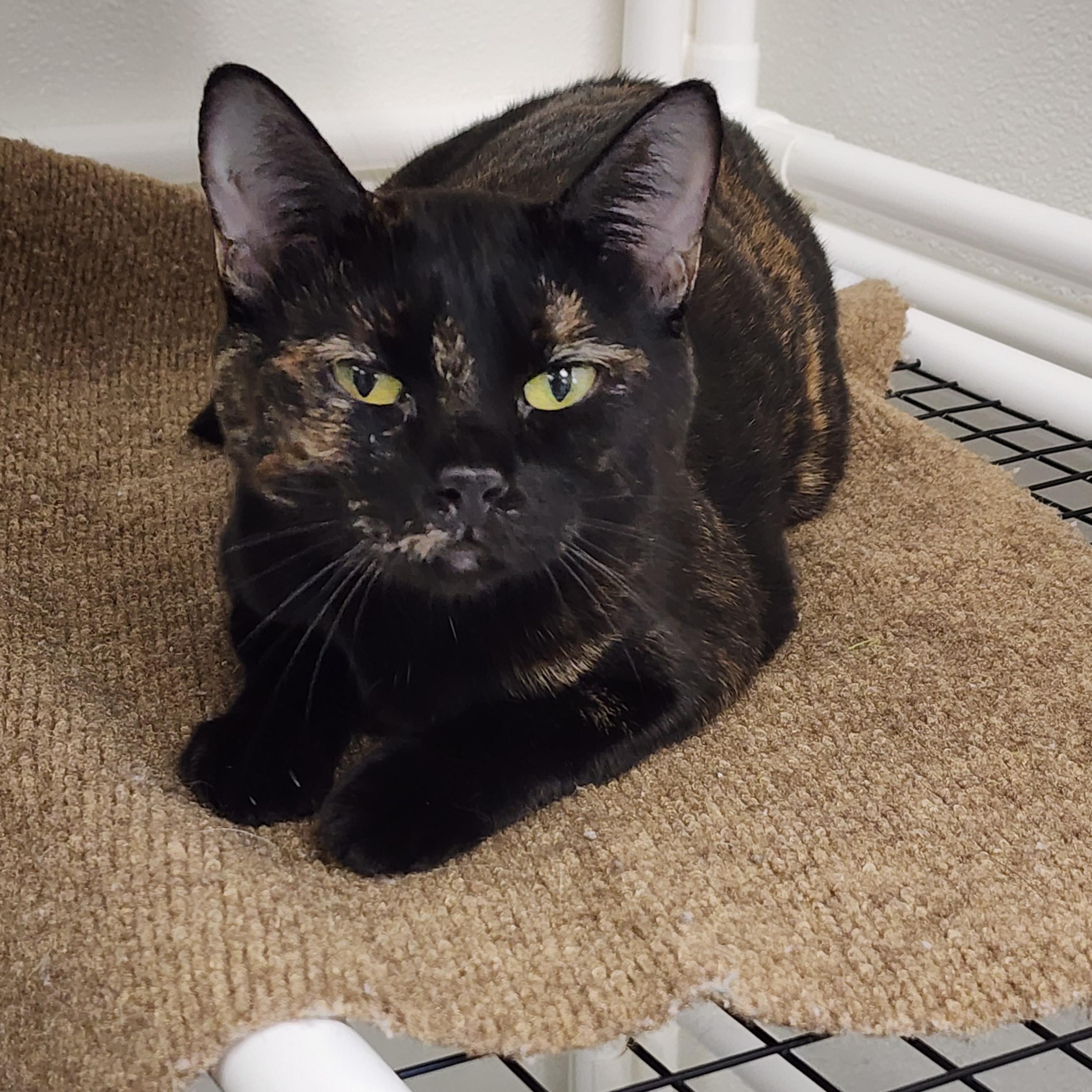 Tabitha, Adopted, Young Female Domestic Short Hair.