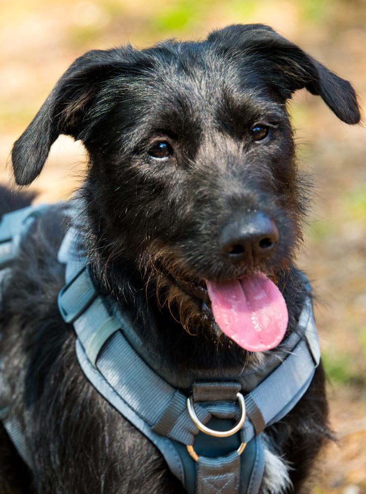 Olive, Adoptable, Young Female Labrador Retriever.