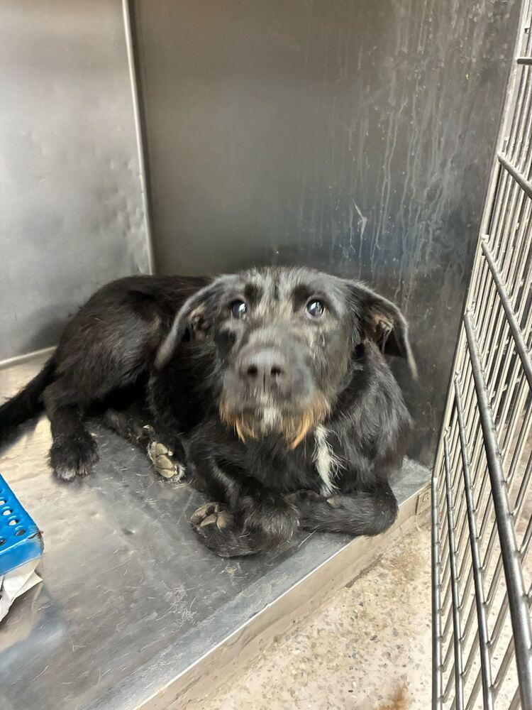Enlarge Olive, a Adoptable Labrador Retriever in Marietta, GA image 2/6